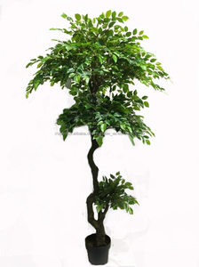 Hight calidad <span class=keywords><strong>ficus</strong></span> microcarpa <span class=keywords><strong>bonsai</strong></span> árboles con <span class=keywords><strong>precio</strong></span> barato - Product Image 2