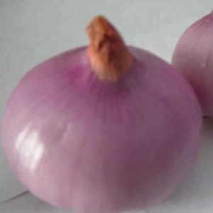 Fresh <strong>Onion</strong> Buyer - Product Image 4