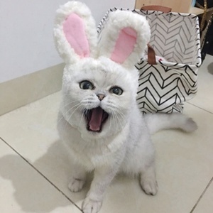Best Selling Cheap Price Cotton <strong>Cat</strong> <strong>Hat</strong> Pet Costume Cosplay Lovely Cute Rabbit Ears Cosplay Wig <strong>Hat</strong> for Pet <strong>Cats</strong> Dogs - Product Image 5
