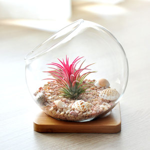 Terrarium en verre soufflé à la bouche fait à la main avec support en bois - Product Image 1