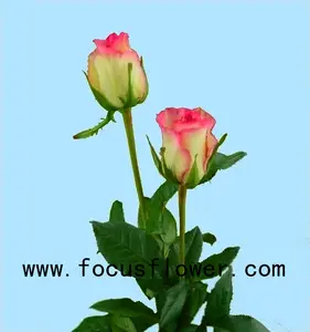 Cuộc sống lâu dài tươi cut rose hoa nhài tươi hopeshow rose từ vân nam