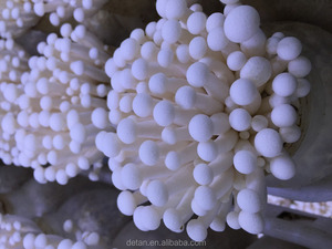 Detan Shimeji Branco <span class=keywords><strong>Spawn</strong></span>/<span class=keywords><strong>Kit</strong></span> de Cultivo de Cogumelos - Product Image 3