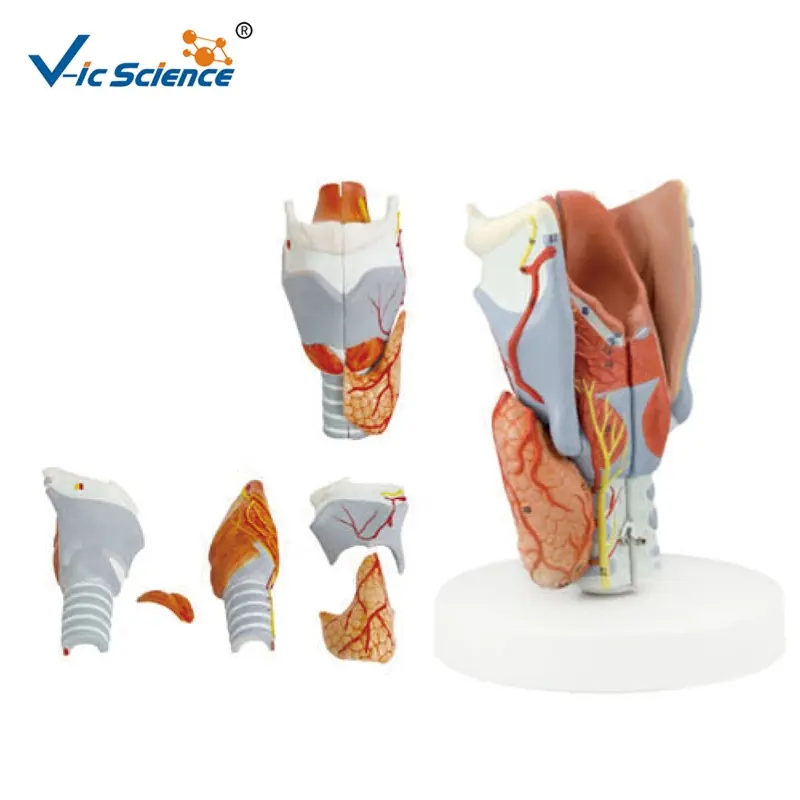 medical Science school anatomical model human body Enlarged throat bone and laryngeal muscle anatomy teaching education model