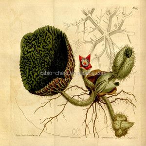 Extracto de Euryale Ferox Salisb de Alta Calidad Estándar GMP, Extracto de Semen Euryales de Grado Alimenticio, Extracto de <span class=keywords><strong>Gordon</strong></span> Euryale en Polvo 100% - Product Image 2