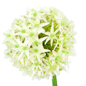 8 pouces de diamètre. Fleurs artificielles géantes d'<span class=keywords><strong>allium</strong></span> pour centre de table de jardin - Product Image 2