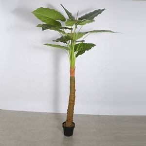 บอนไซประดิษฐ์สำหรับตกแต่งโรงแรม,ต้นอะโลคาเซีย <span class=keywords><strong>Macrorrhizos</strong></span> ขนาด2.1เมตรเหมือนจริง - Product Image 2