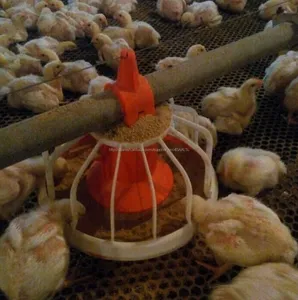 Automático granja de pollos elevar equipo