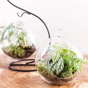 Clear glass vase hanging plant terrarium with black metal stand for air plants succelent