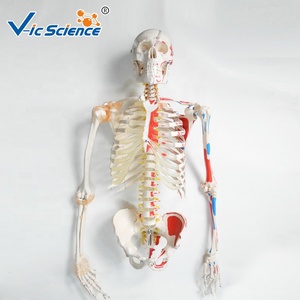 Medical Science <strong>Full</strong> Size 180cm Human Skeleton Model With Muscles and Ligaments Life Size Skeleton - Product Image 4