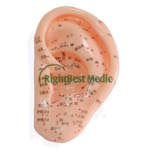 Manual de Usuario en Inglés de 13 cm, Modelo de Oreja Médica con Puntos de Acupuntura - Product Image 3