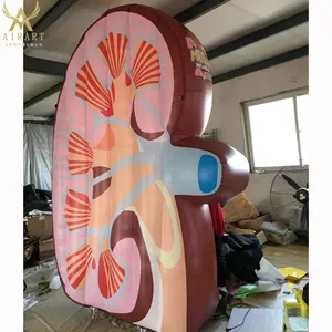 Bán Tốt Nhất Inflatable Thận Mô Hình, Tùy Chỉnh Cơ Thể Inflatable Sản Phẩm