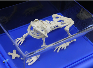 Modelo <span class=keywords><strong>esqueleto</strong></span> <span class=keywords><strong>de</strong></span> <span class=keywords><strong>rana</strong></span> <span class=keywords><strong>de</strong></span> plástico Gelsonlab HSBM-428A - Product Image 2