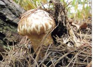 Detan fresco salvaje <span class=keywords><strong>tricholoma</strong></span> <span class=keywords><strong>matsutake</strong></span> - Product Image 3