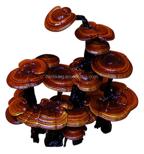 Reishi extrato polissacarídeo 10% 20% 30% 40% 50% Ganoderma lucidum planta extrato Lingzhi - Product Image 4