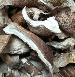 Detan Kurutulmuş <span class=keywords><strong>Oyster</strong></span> Toptan Mantar Fiyatları - Product Image 5