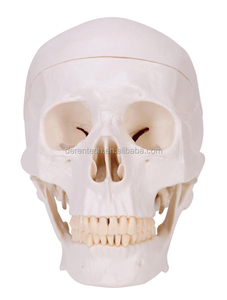 Science médicale enseignement modèle de crâne humain crâne en plastique squelette os modèles anatomiques - Product Image 2