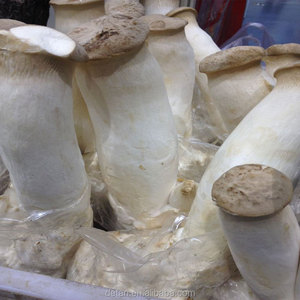 Detan Eryngii Champignons Journaux/la <span class=keywords><strong>Culture</strong></span> des Champignons <span class=keywords><strong>Kit</strong></span> - Product Image 3