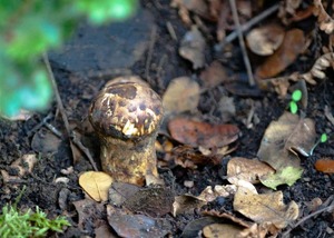 Detan fresco salvaje <span class=keywords><strong>tricholoma</strong></span> <span class=keywords><strong>matsutake</strong></span> - Product Image 2