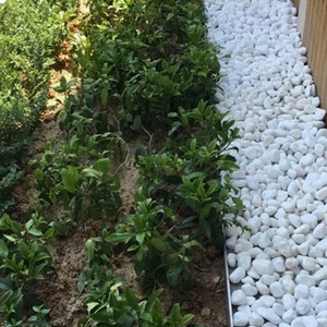 <strong>Garden</strong> Home Decoration Landscaping Snow <strong>White</strong> <strong>Pebbles</strong> for Sale - Product Image 2