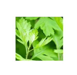 Factory Supplier Moxa Leaf Extract /Mugwort Leaf Powder