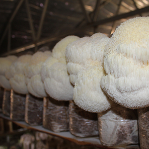 Detan fresco <span class=keywords><strong>hericium</strong></span> <span class=keywords><strong>erinaceus</strong></span> para compradores de setas - Product Image 2