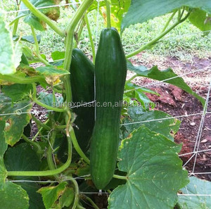 Hot Selling <span class=keywords><strong>Hdpe</strong></span> <span class=keywords><strong>Plastic</strong></span> Vierkant Gat Komkommer Plant Ondersteuning <span class=keywords><strong>Net</strong></span>/Erwt Klimnet - Product Image 2