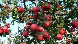 Chiết Xuất Táo Procyanidin B2 CAS:29106-49-8 - Product Image 3