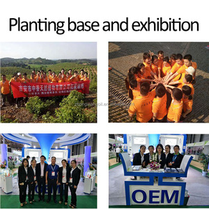 Sauge sclarée Huile 100% PUR et NATUREL de Qualité Thérapeutique Parfait pour Aromathérapie Relaxation - Product Image 6