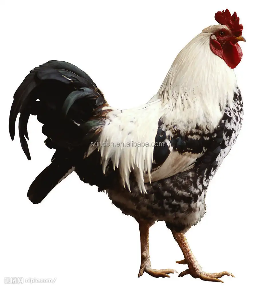 Senyawa/beberapa hewan aditif enzim untuk bebek/lapisan/ayam pakan