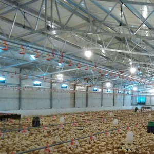 Comederos y bebederos automáticos de aves de corral para pollos de engorde - Product Image 3