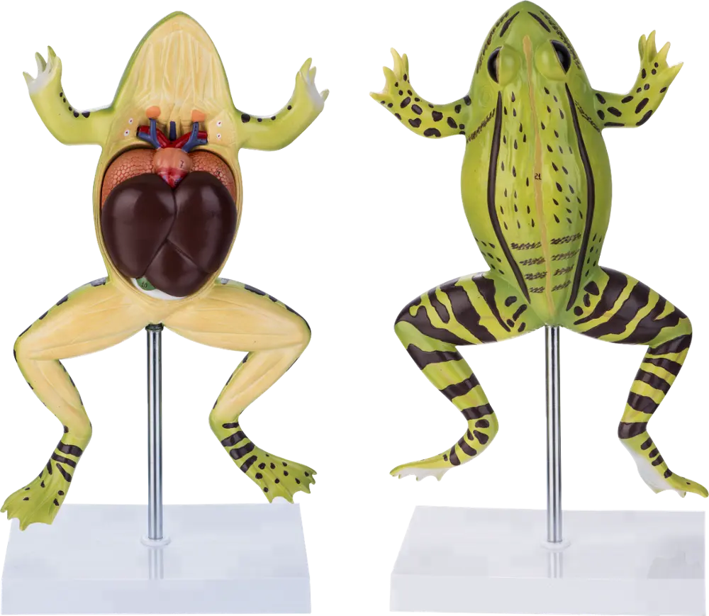 Frog Model, 5 Parts for School Teaching Biological Teaching