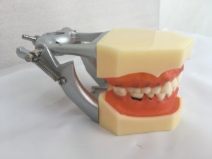 Sarung Dental Model Dp Artikulator Gingivae Disinfeksi - Product Image 3