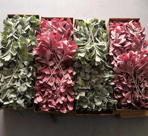 <span class=keywords><strong>Senecio</strong></span> Cineraria,มิลเลอร์พันธุ์ไม้เทียมขายส่งปี FC7512 - Product Image 6