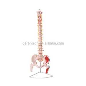 Occipitale Colonna Vertebrale Bacino Testa Del Femore E Nervi Spinali Con Il Muscolo Modello di Anatomia Della Colonna Vertebrale