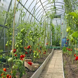 兰anyu intelligent 蔬菜玻璃温室和水培生长系统