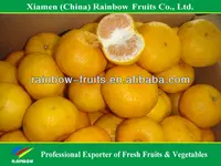 Chinese Citrus fruits fresh lokam/lugan/lokan mandarin