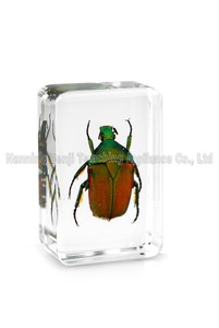 Artigianato in resina trasparente personalizzato veri insetti scarabeo a braccio lungo <span class=keywords><strong>e</strong></span> campione acrilico in resina di insetti - Product Image 4