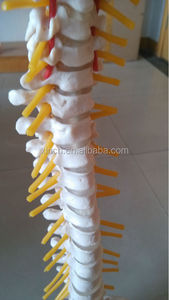 Modelo de Columna Vertebral de Plástico de Tamaño Natural con Pelvis - Product Image 2