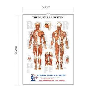 Anatomical medizinische poster 3D geprägte wand charts, die muskel system poster