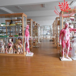 Modello Anatomico della Testa con Nervi e Vasi Sanguigni di Testa e Collo con Taglio Sagittale - Product Image 3