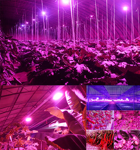 Espectro completo 100 W llevado crece la luz hidropónica de la lámpara 225 <span class=keywords><strong>LED</strong></span> <span class=keywords><strong>Grow</strong></span> Light panel rojo azul rojo - Product Image 4
