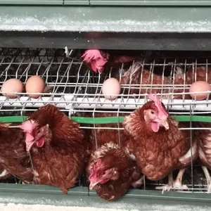 Cage de volaille type H pour élevage de cintre, cage de volaille, animaux de ferme