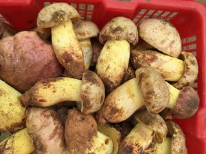 Detan salvaje fresco setas <span class=keywords><strong>boletus</strong></span> producción - Product Image 4
