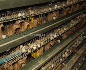 Fabbrica Diretta A Basso Prezzo Strati Gabbie di <span class=keywords><strong>Quaglia</strong></span> uova di <span class=keywords><strong>Quaglia</strong></span> Uccello Agricoltura Un tipo <span class=keywords><strong>per</strong></span> la vendita - Product Image 4