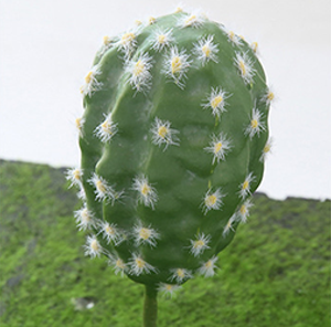 Popolare stile semplice finto mini piante in vaso <span class=keywords><strong>cactus</strong></span> artificiale <span class=keywords><strong>e</strong></span> <span class=keywords><strong>succulente</strong></span> in vaso - Product Image 5