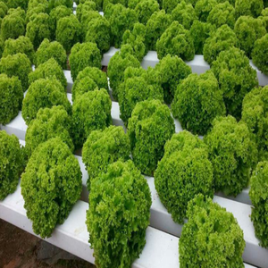 Système de culture hydroponique NFT en PVC, tuyaux carrés, jardinière auto-arrosante, serre écologique, jardin <span class=keywords><strong>potager</strong></span> domestique - Product Image 6