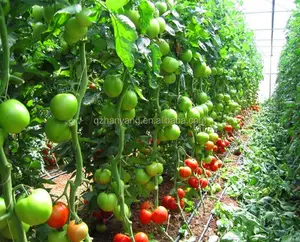 La tecnología de Japón agricultura Proyecto Invernadero por hoja de policarbonato que cubre con completa sistema hidropónico de tomate