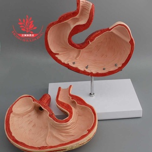 Honden Maagmodel En Dier Hond Interne Orgel Anatomie <span class=keywords><strong>Model</strong></span> - Product Image 2