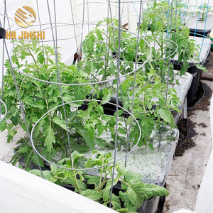 54in 4 anneau cage à tomates - Product Image 5