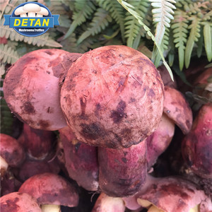 Detan rojo salvaje setas <span class=keywords><strong>boletus</strong></span> - Product Image 1
